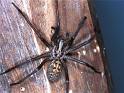 Tegenaria_parietina_F1743_Z_78_Les Gris_Frankrijk